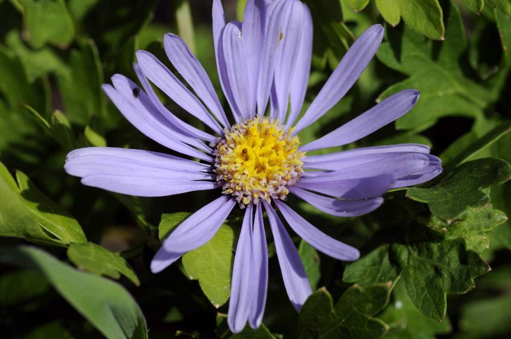 Aster amellus / Astro di Virgilio