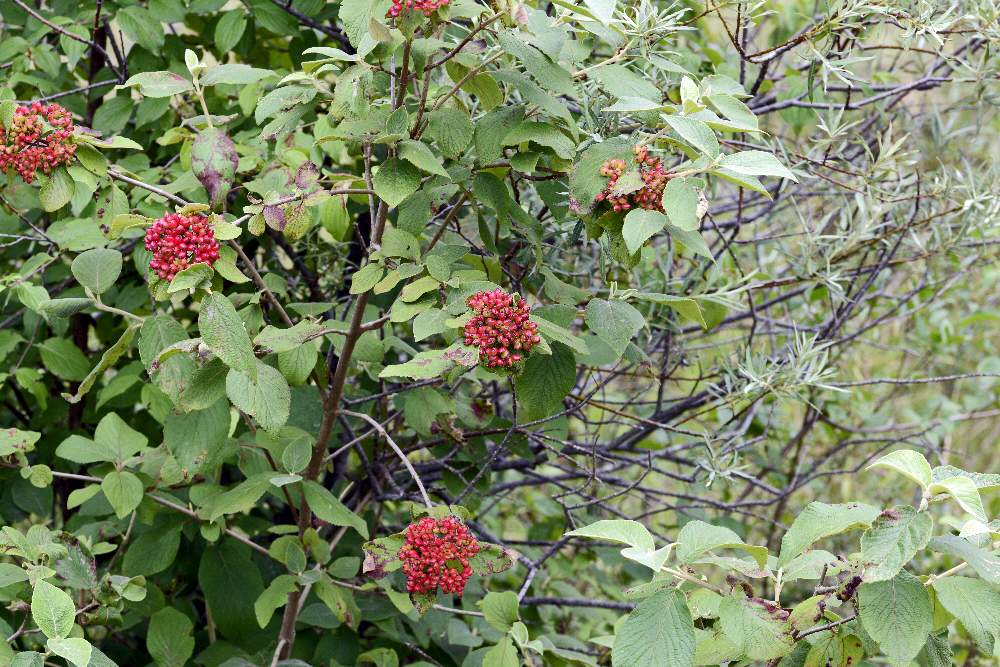 Viburnum lantana ( Dipsacales - Adoxaceae)