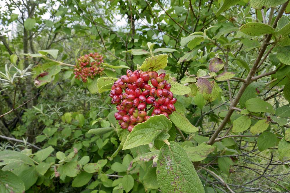 Viburnum lantana ( Dipsacales - Adoxaceae)