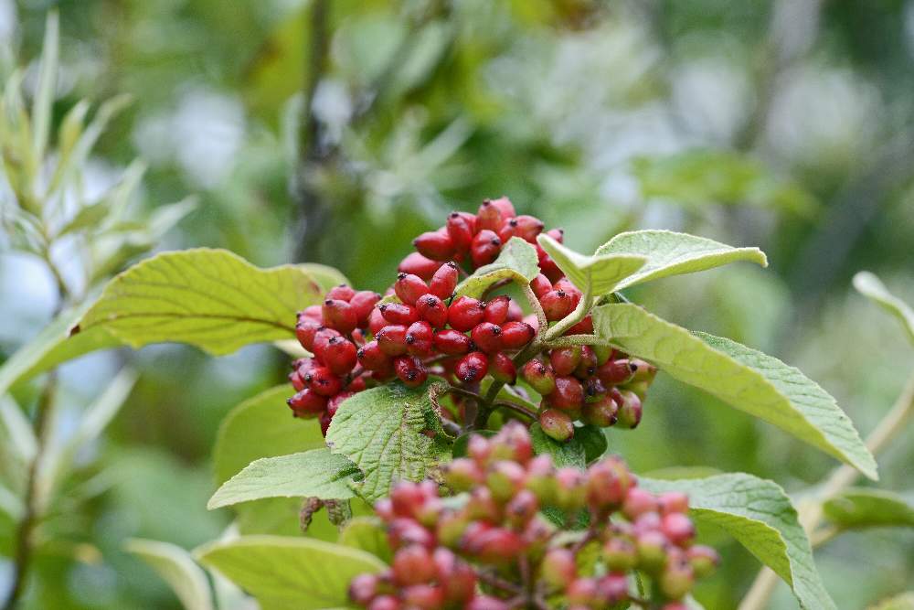 Viburnum lantana ( Dipsacales - Adoxaceae)