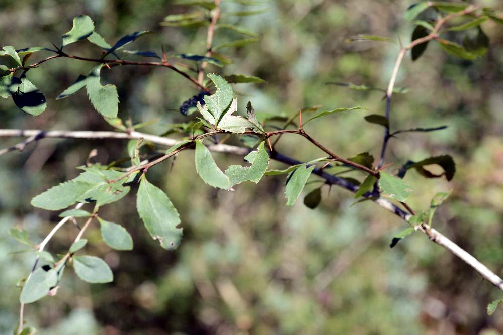 Bacca rossa dalla forma curiosa: Berberis vulgaris