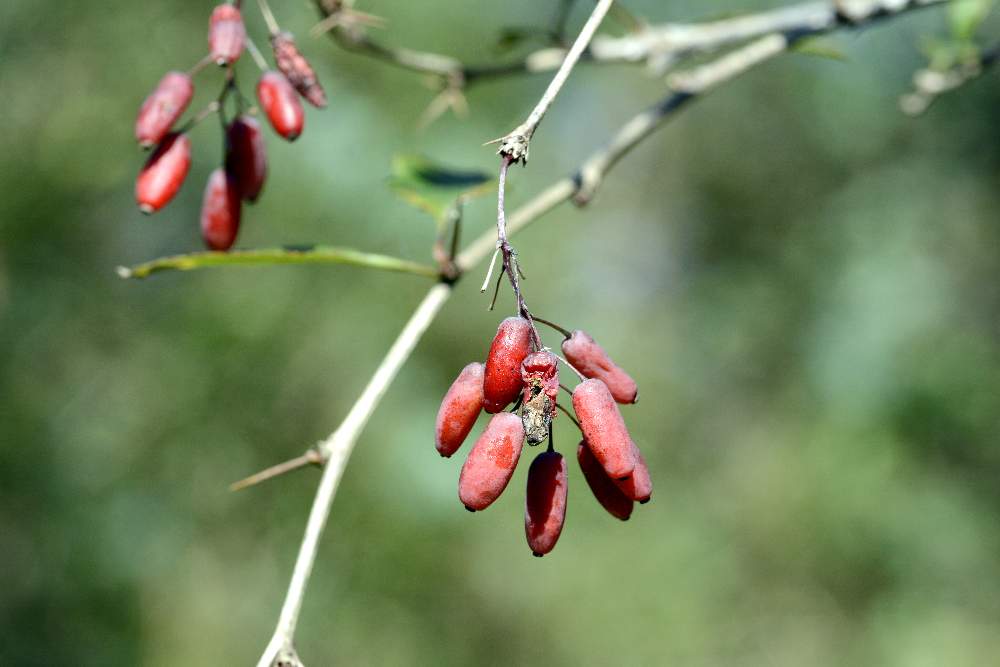 Bacca rossa dalla forma curiosa: Berberis vulgaris