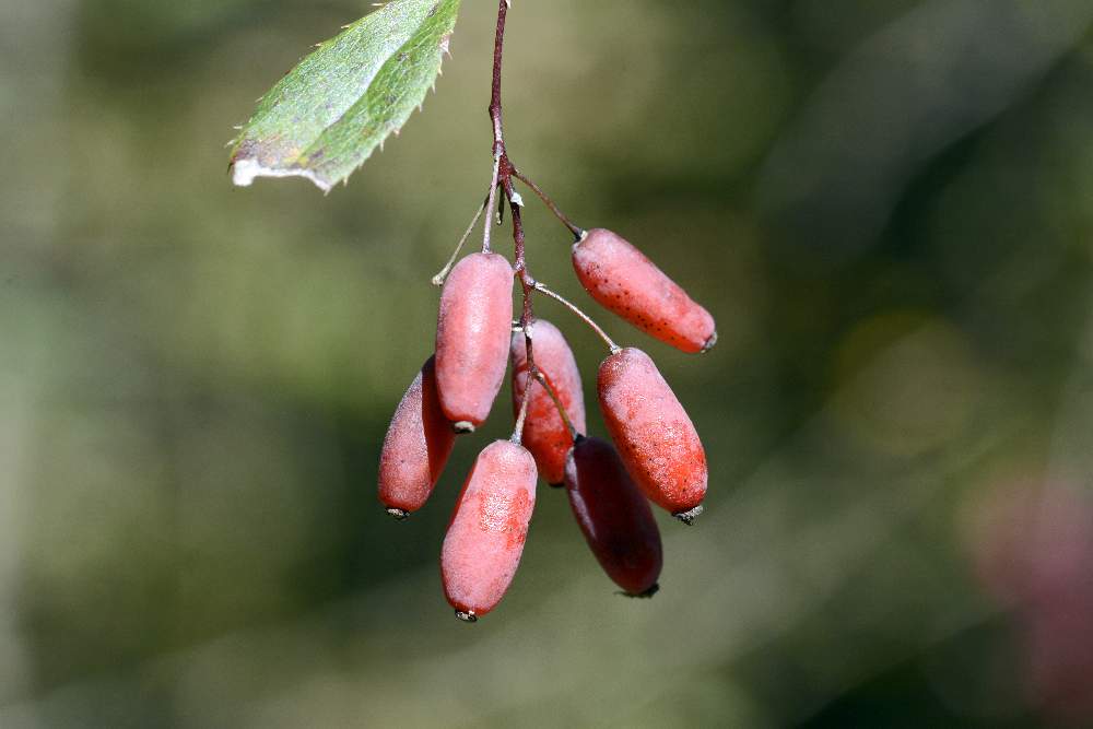 Bacca rossa dalla forma curiosa: Berberis vulgaris