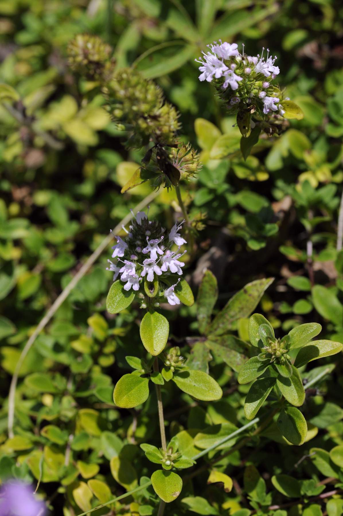 Thymus pulegioides sul Monfenera ?