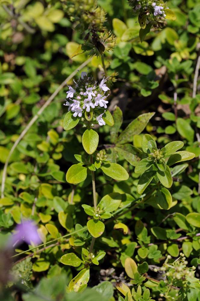 Fiore tipo timo o affine - si Thymus sp