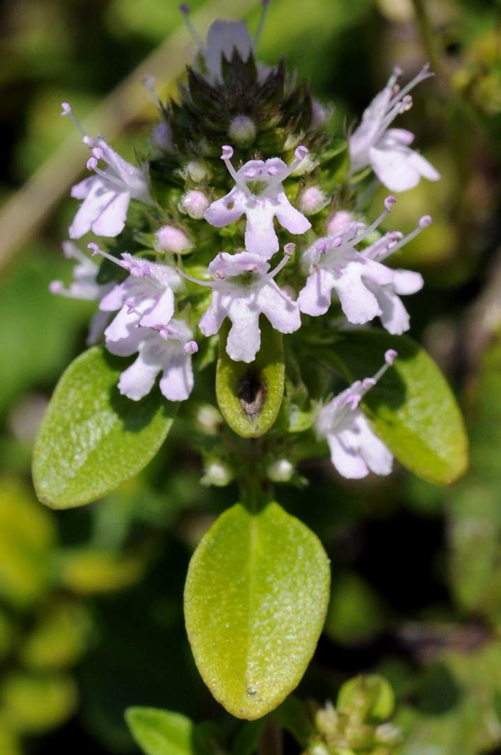 Thymus pulegioides sul Monfenera ?