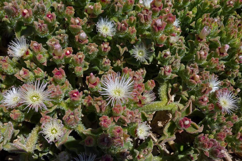 Mesembryanthemum cristallinum / Erba cristallina comune