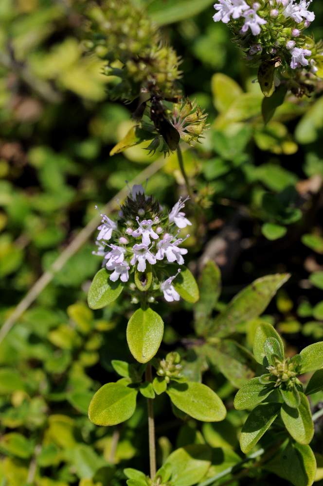 Fiore tipo timo o affine - si Thymus sp