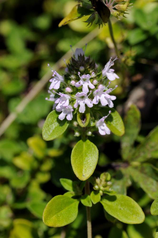 Fiore tipo timo o affine - si Thymus sp