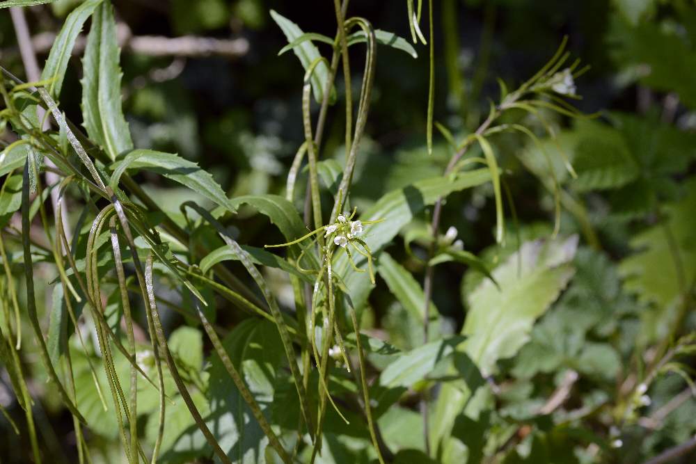 Arabis turrita