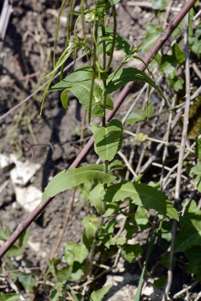 Arabis turrita