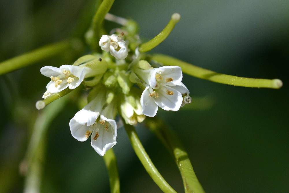 Arabis turrita