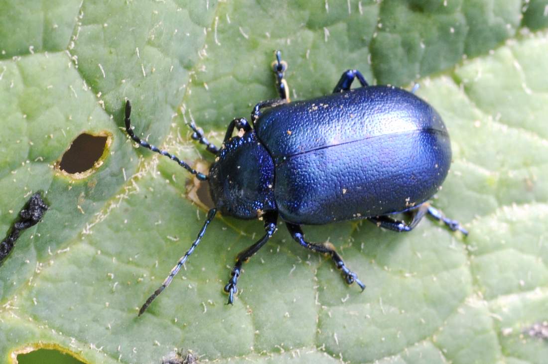 Coleottero blu: Oreina sp. (Chrysomelidae)