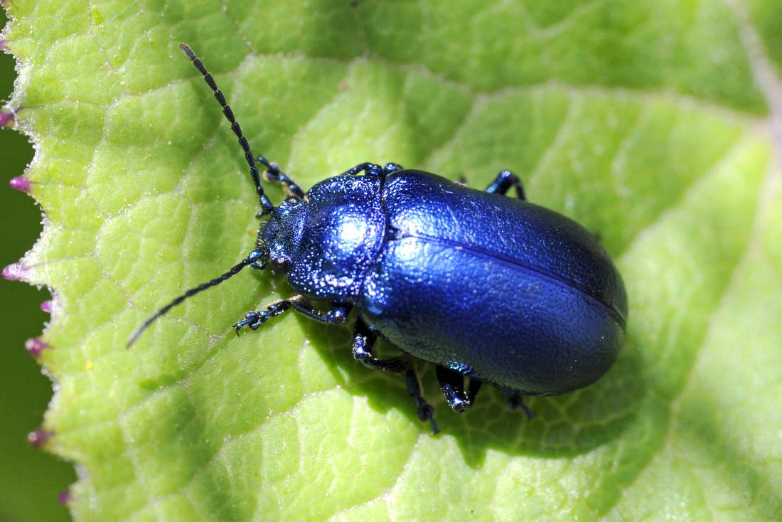 Coleottero blu: Oreina sp. (Chrysomelidae)