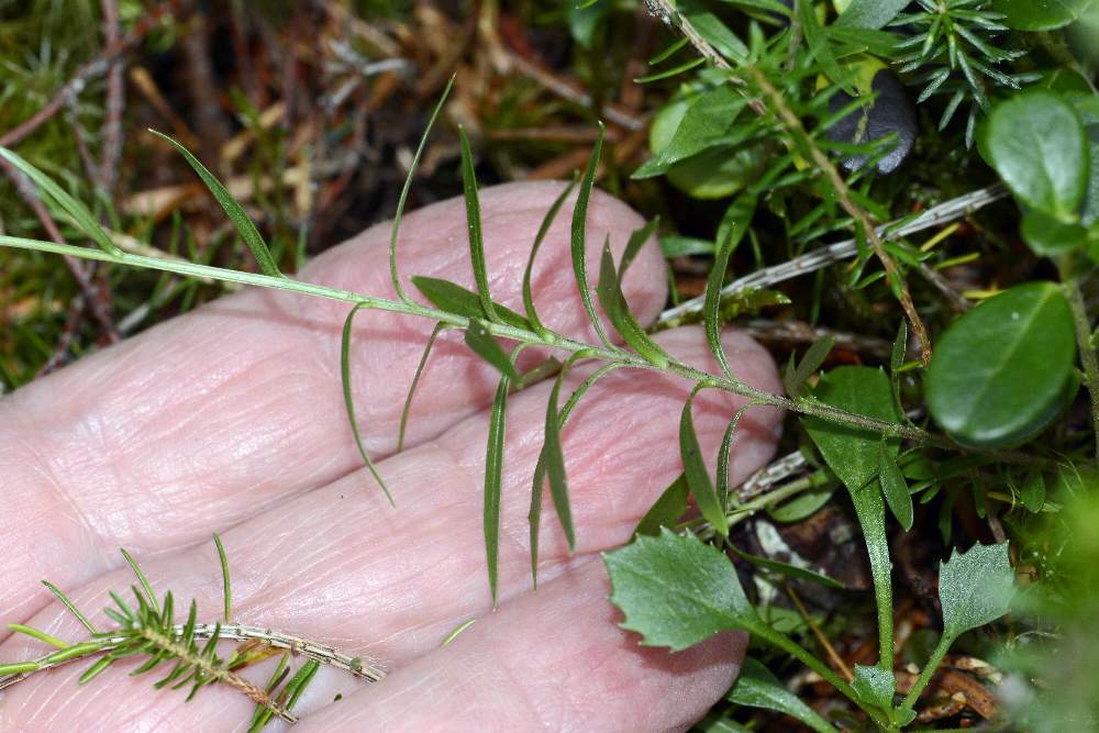 Campanula cespitosa  / Campanula cespitosa