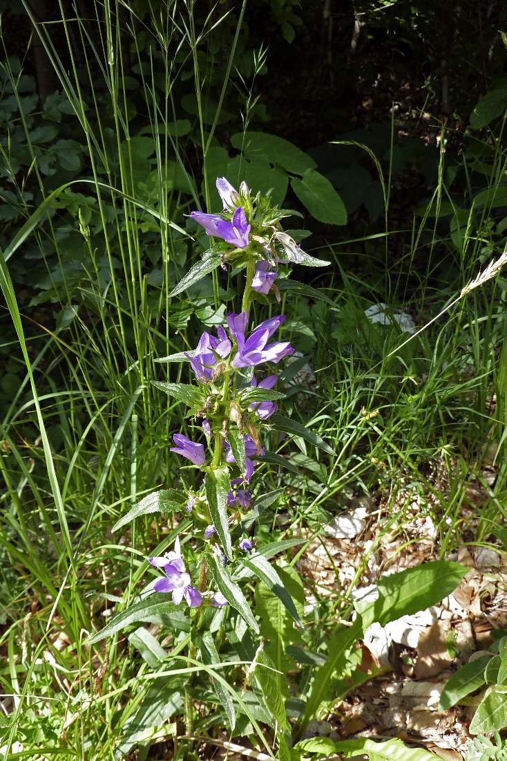 Fiore da catalogare - Campanula sp.