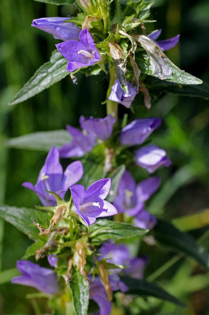 Fiore da catalogare - Campanula sp.