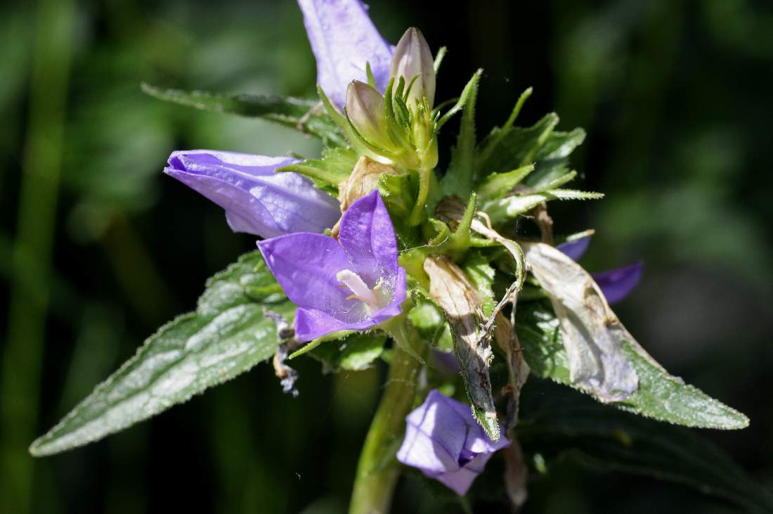 Fiore da catalogare - Campanula sp.