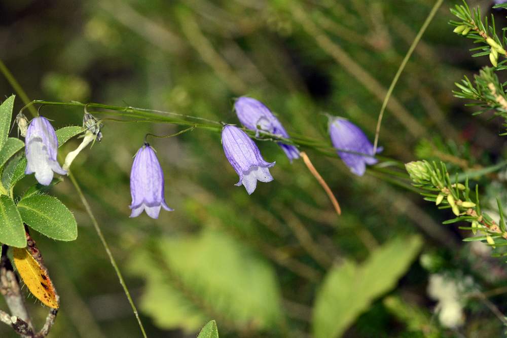 Campanula cespitosa  / Campanula cespitosa