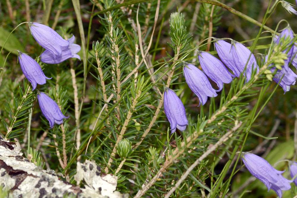 Campanula cespitosa  / Campanula cespitosa