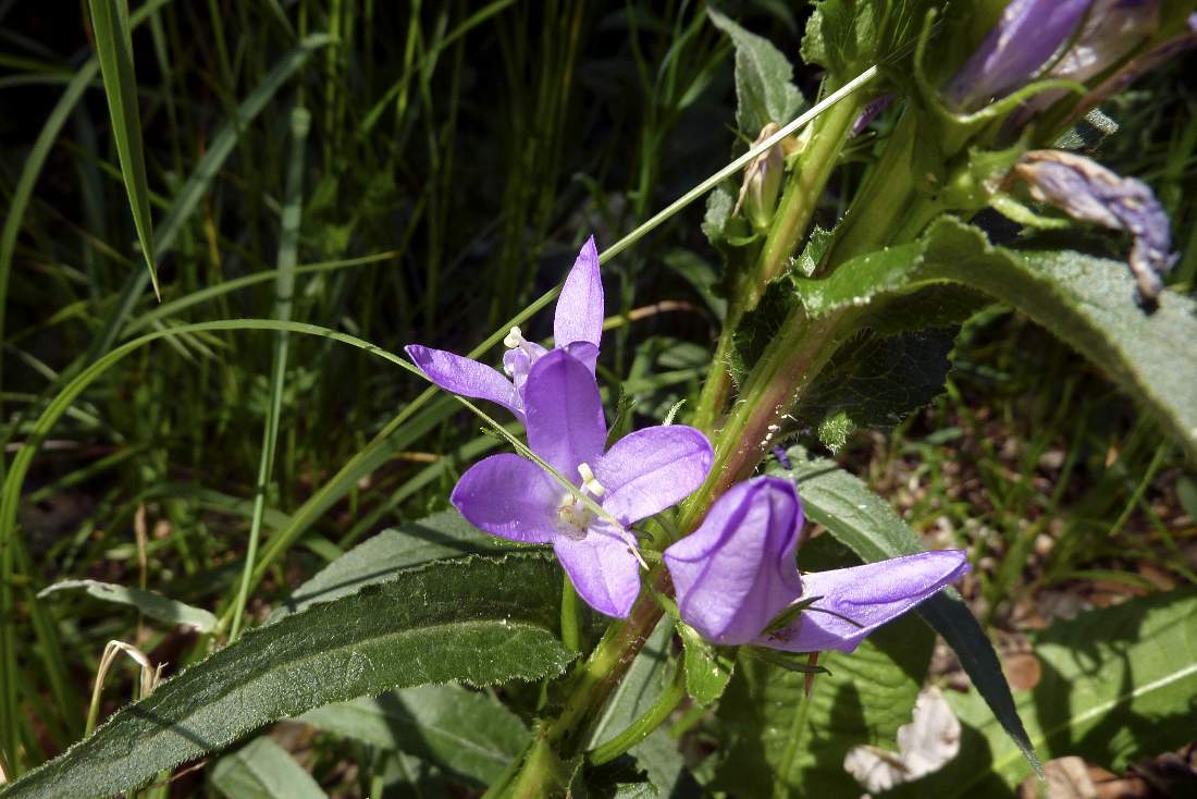 Fiore da catalogare - Campanula sp.