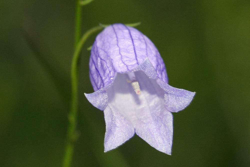 Campanula cespitosa  / Campanula cespitosa