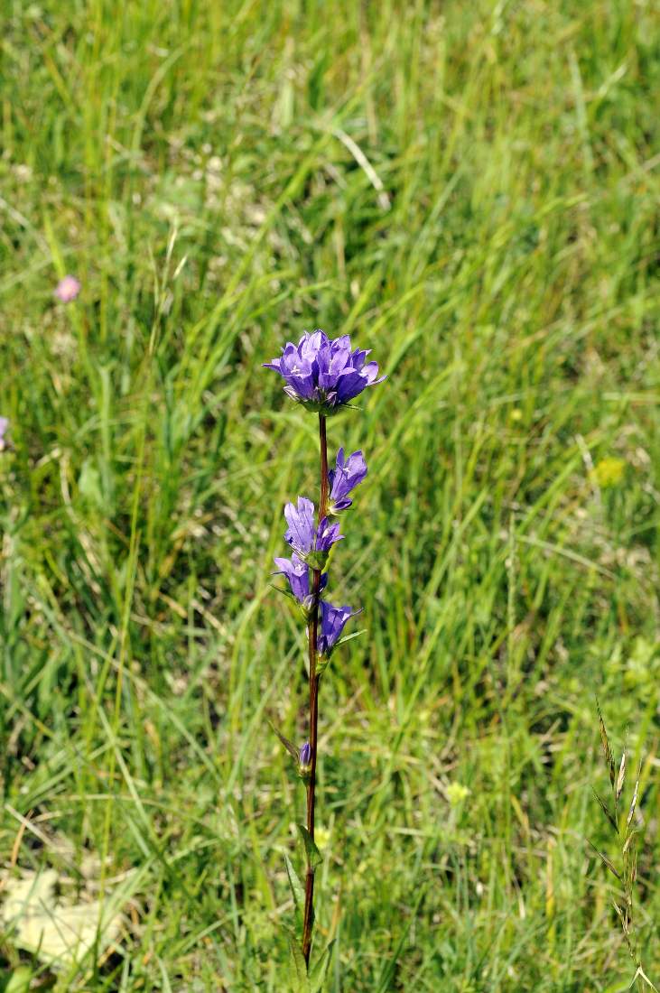 Fiore da catalogare - Campanula sp.