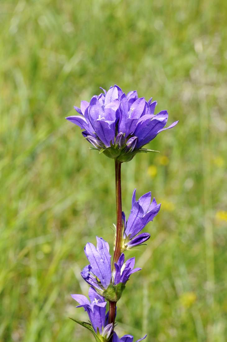 Fiore da catalogare - Campanula sp.