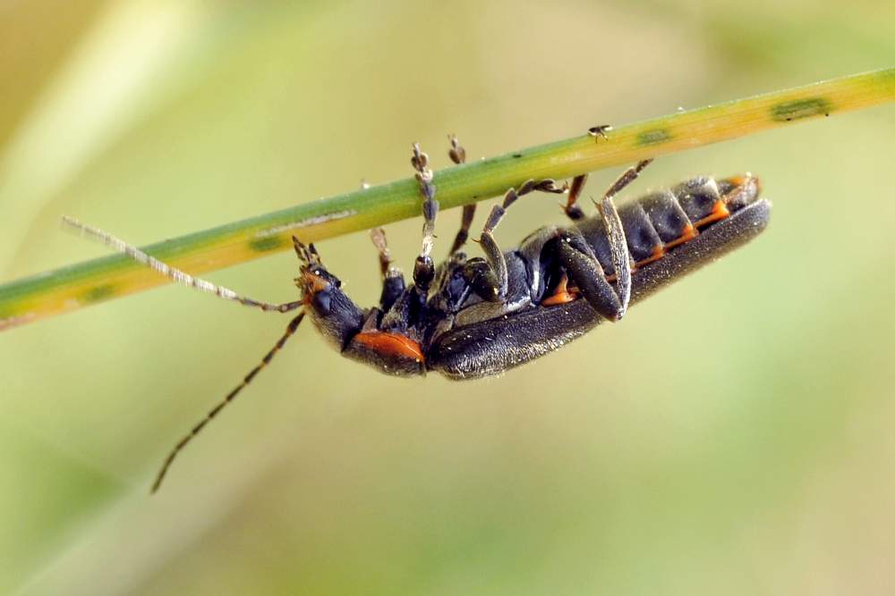 Cantharis obscura o Cantharis paradoxa