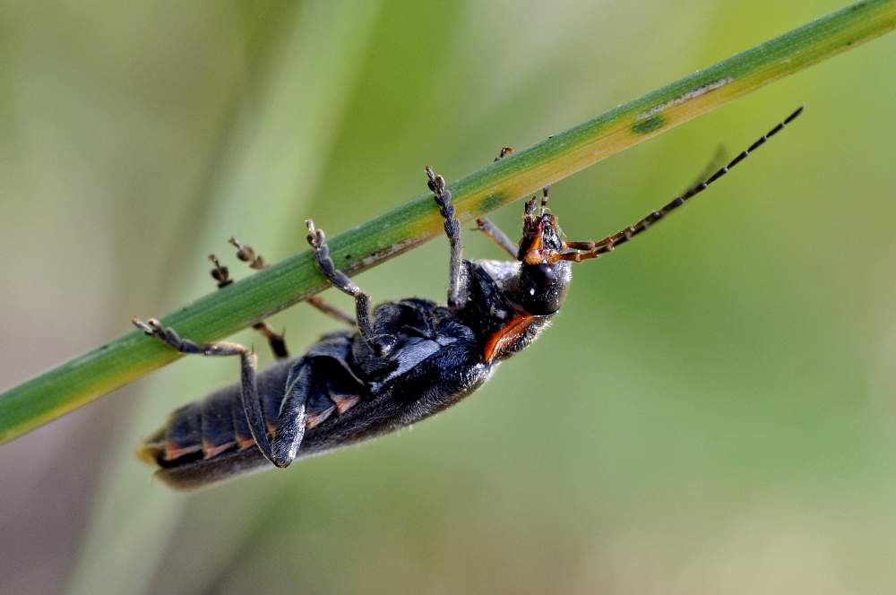 Cantharis obscura o Cantharis paradoxa