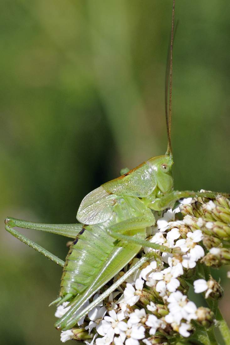 Cavalletta da ID