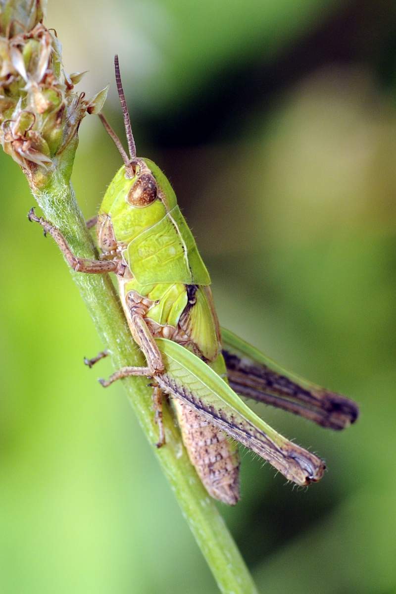 Cavalletta verde da ID