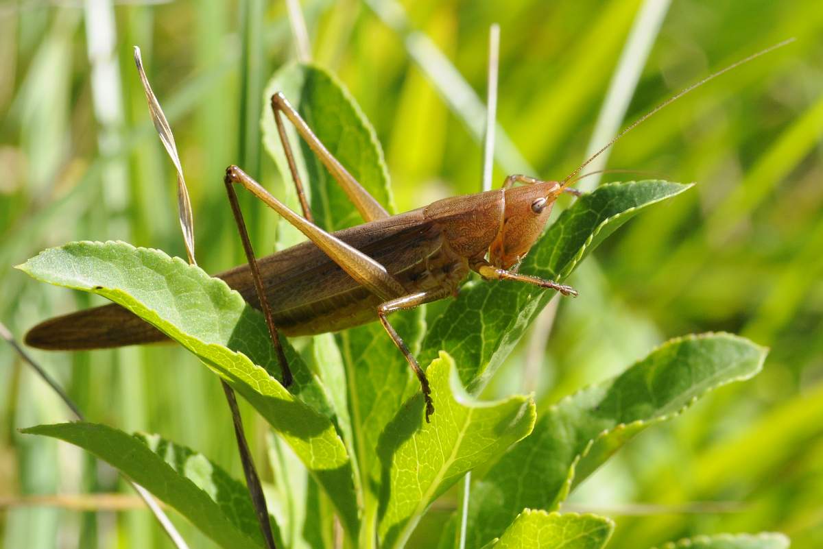 Ruspolia nitidula color erba secca