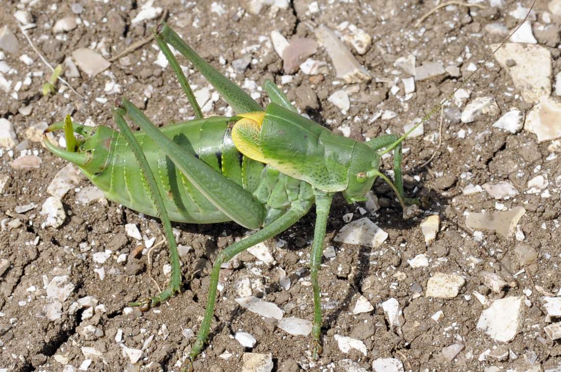 Cavalletta da ID