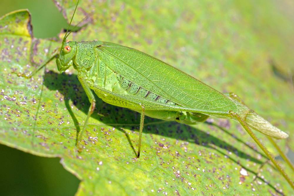 Cavalletta verde da ID