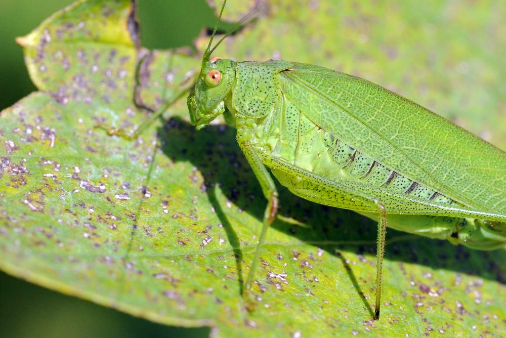 Cavalletta verde da ID