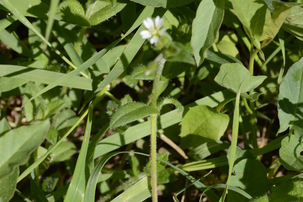 Cerastium holosteoides