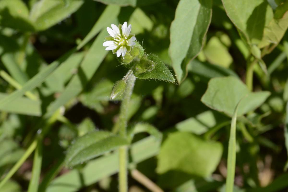 Cerastium holosteoides