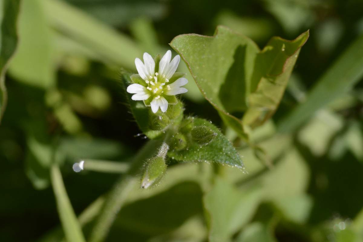 Cerastium holosteoides