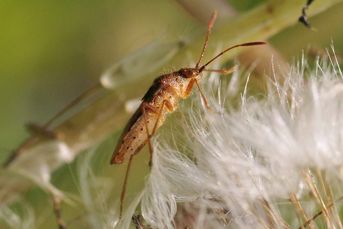 Rhopalidae: Rhopalus maculatus del Veneto (TV)