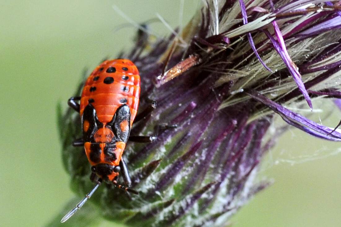 Lygaeidae: Lygaeus equestris & simulans da discutere