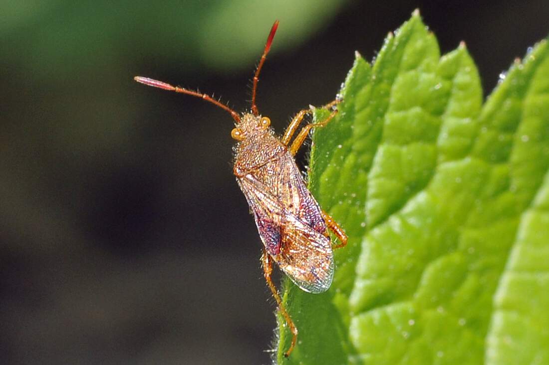 Rhopalidae: Rhopalus maculatus del Veneto (TV)