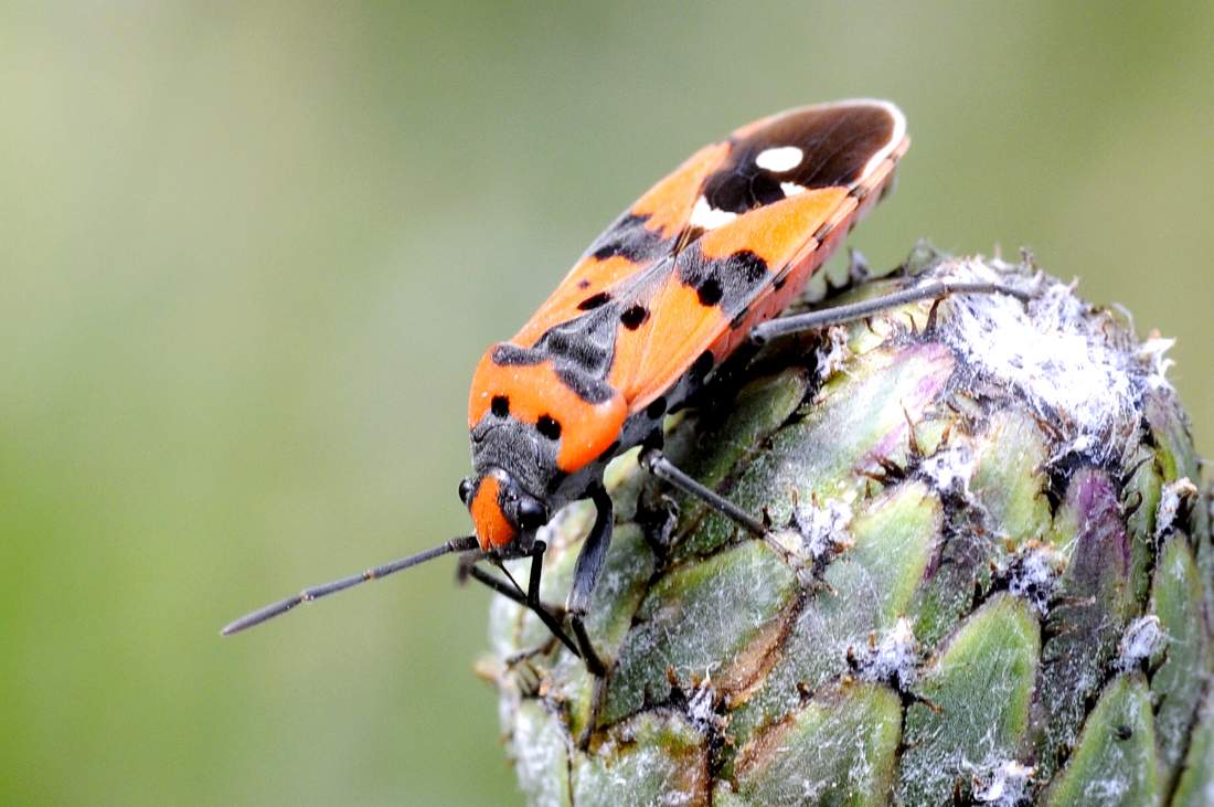 Lygaeidae: Lygaeus equestris & simulans da discutere