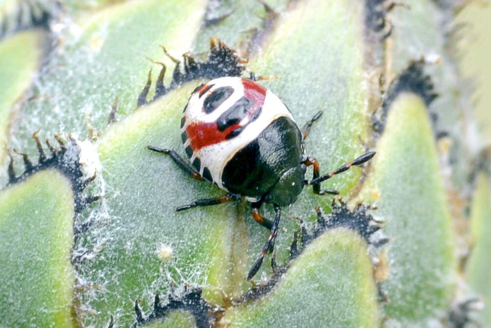 Pentatomidae: Carpocoris sp. (neanide) del Veneto (TV)