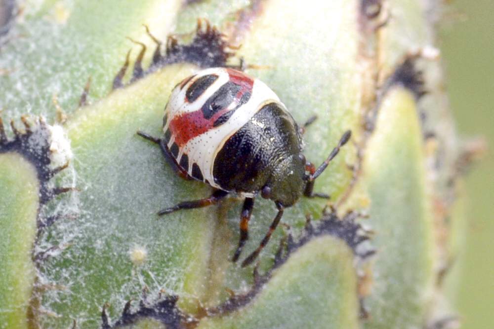 Pentatomidae: Carpocoris sp. (neanide) del Veneto (TV)