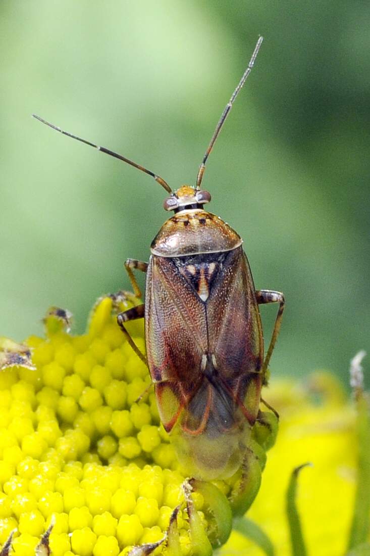 Miridae: Lygus wagneri del Veneto (TV)