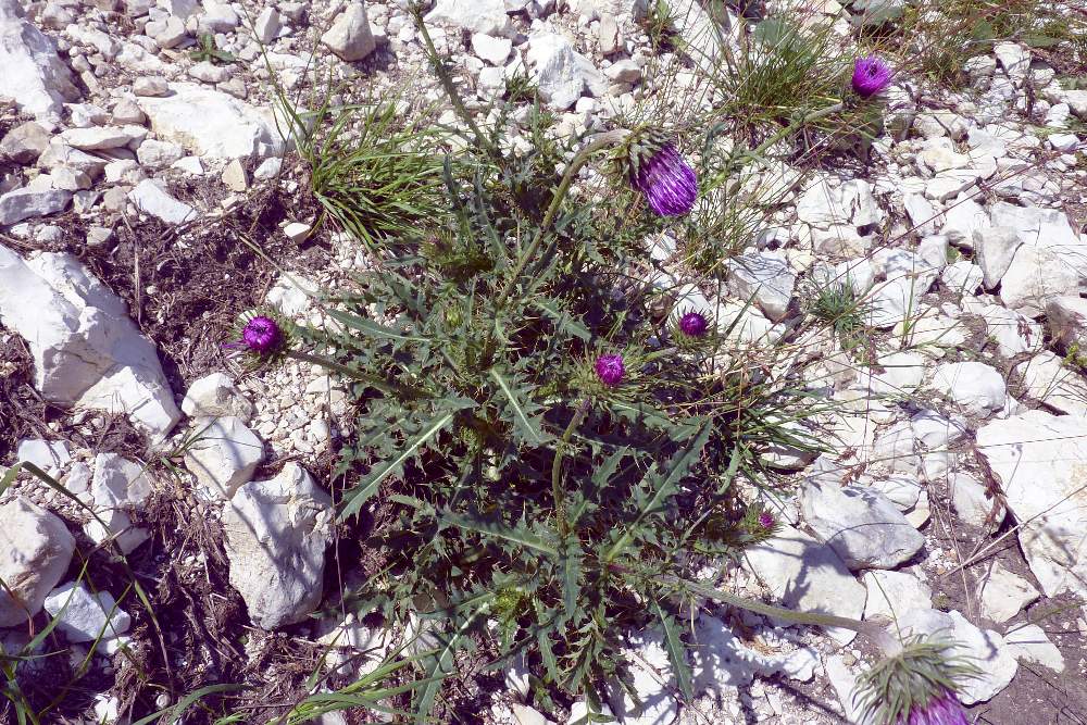 Carduus defloratus subsp. tridentinus / Cardo del Trentino