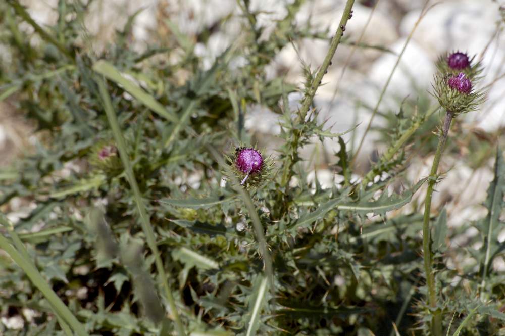 Carduus defloratus subsp. tridentinus / Cardo del Trentino