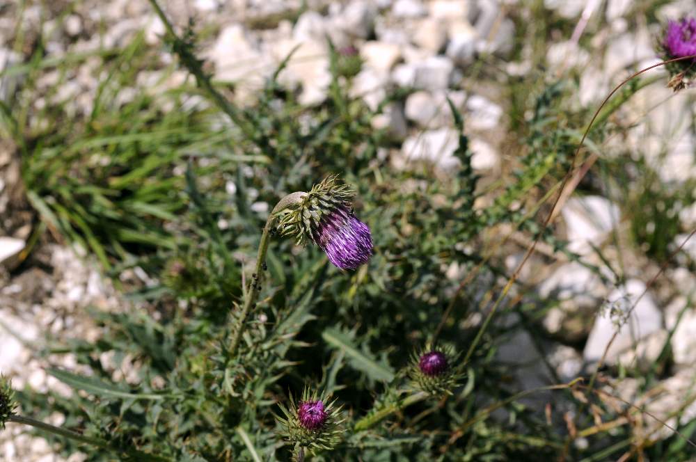 Carduus defloratus subsp. tridentinus / Cardo del Trentino