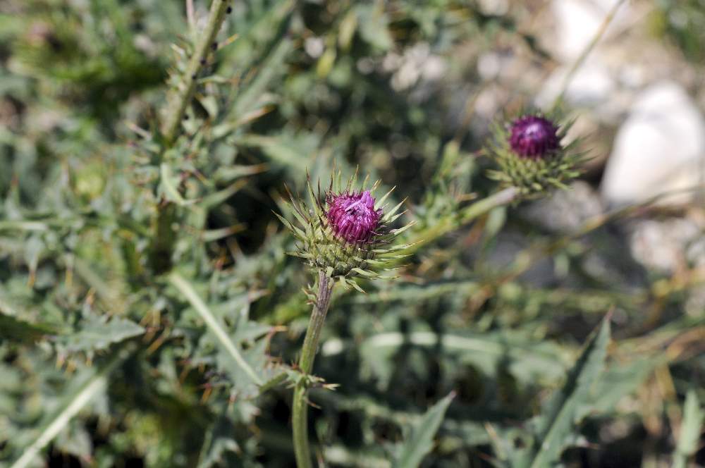 Carduus defloratus subsp. tridentinus / Cardo del Trentino